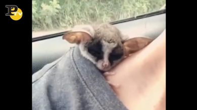 Piccolo animaletto dorme nella maglia della ragazza