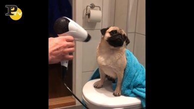 Cagnolino si fa asciugare con il phon