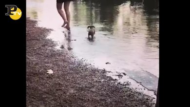 Il piccolo cagnolino cade nell’acqua troppo alta