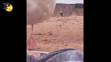Gabbiano ruba l’I-phone delle ragazze in spiaggia