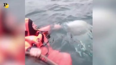Norvegia, trovato Beluga con un’imbracatura militare russa