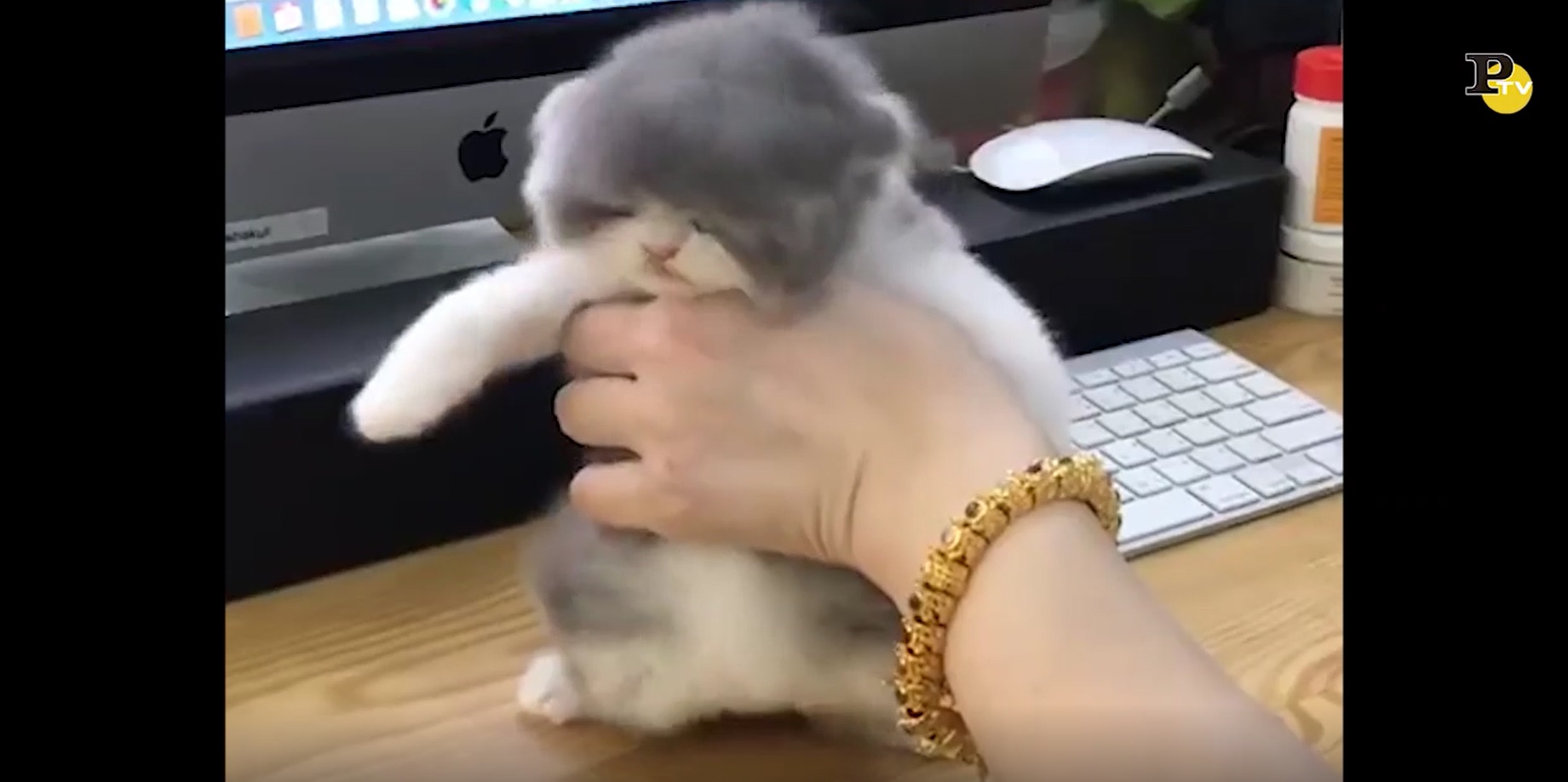 Il gatto con il phon