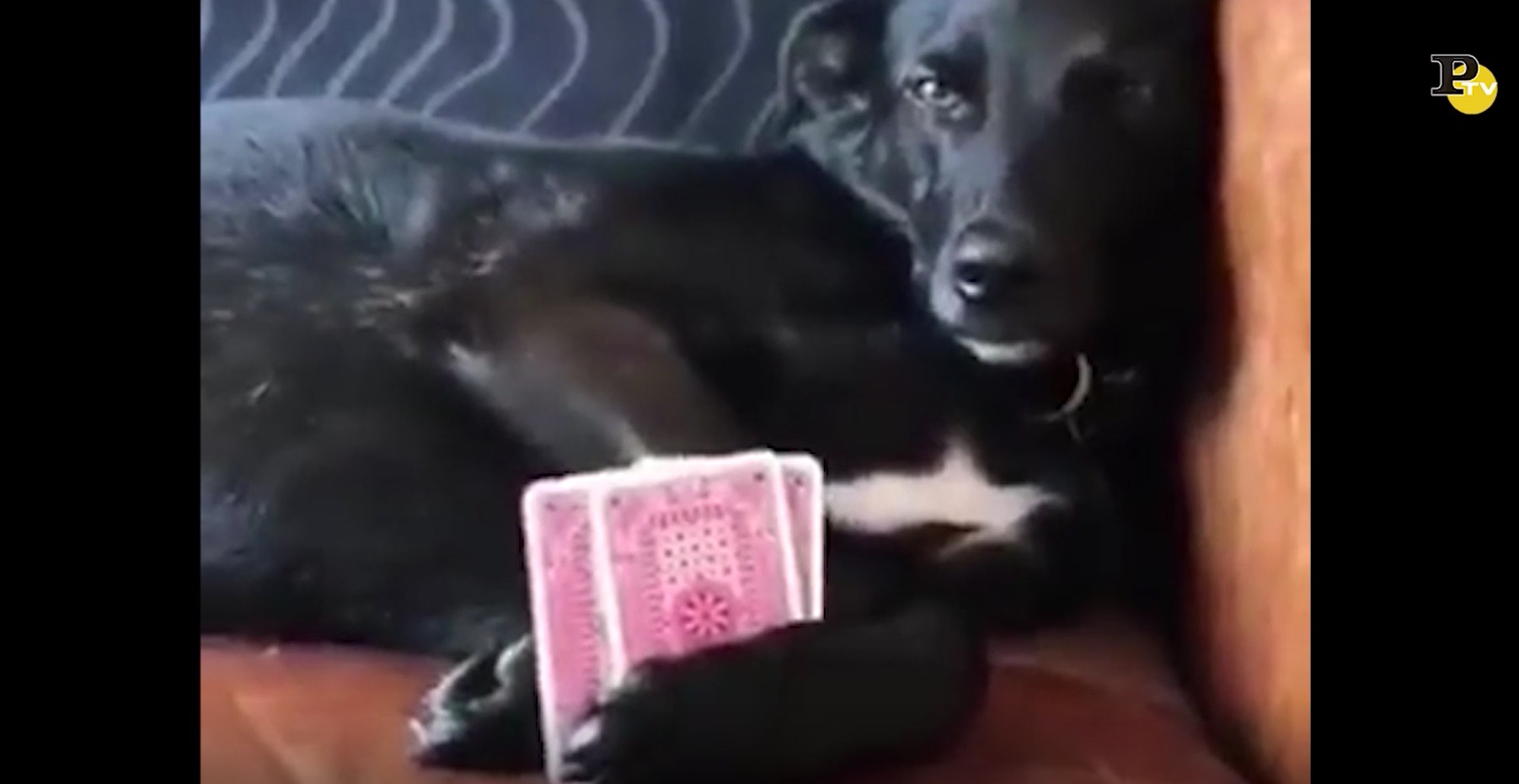 I cani più divertenti del web