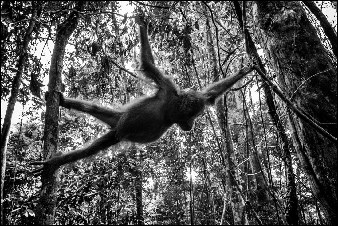 Pirelli: un viaggio tra Thailandia e Indonesia alla scoperta della gomma naturale