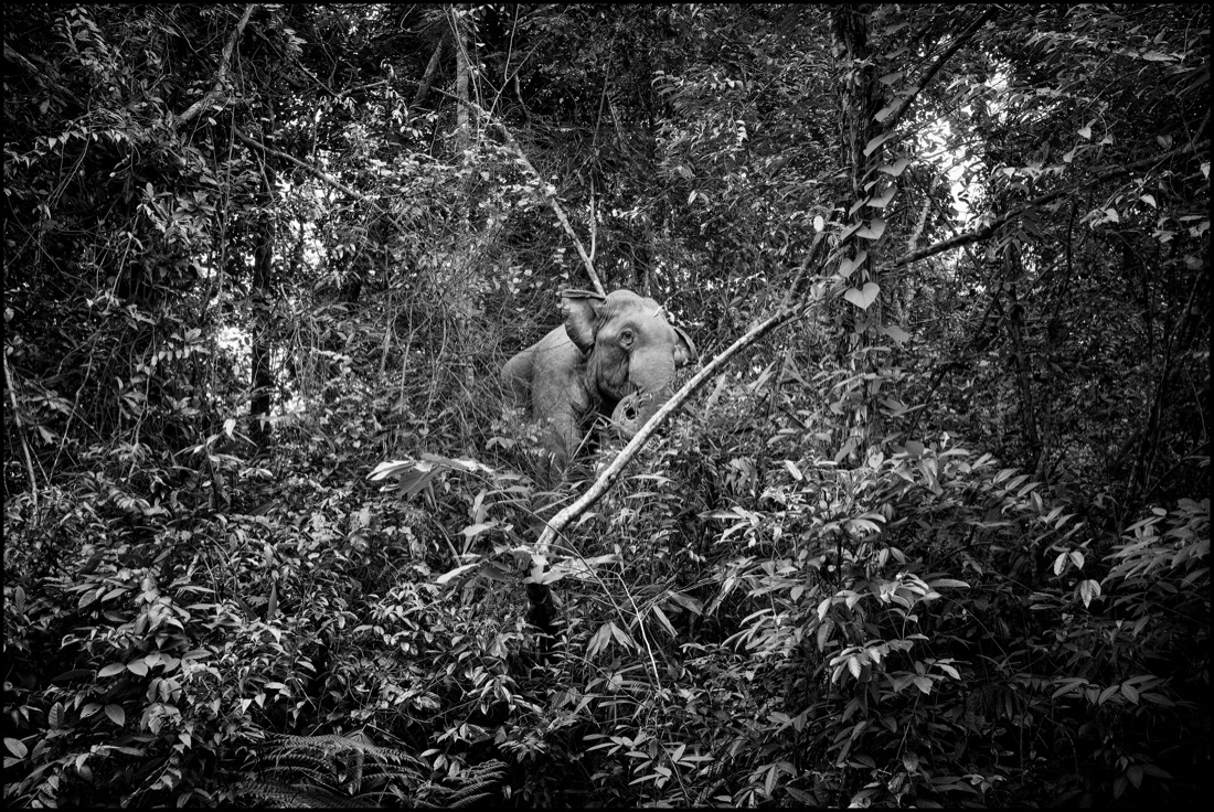 Pirelli: un viaggio tra Thailandia e Indonesia alla scoperta della gomma naturale