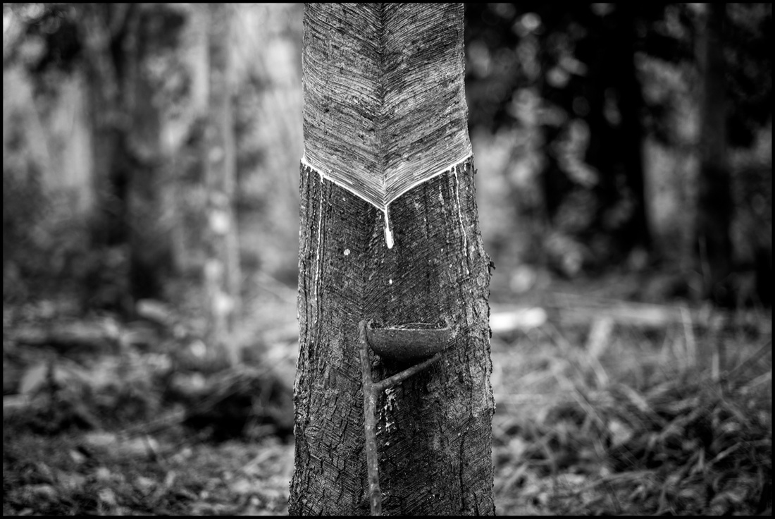 Pirelli: un viaggio tra Thailandia e Indonesia alla scoperta della gomma naturale