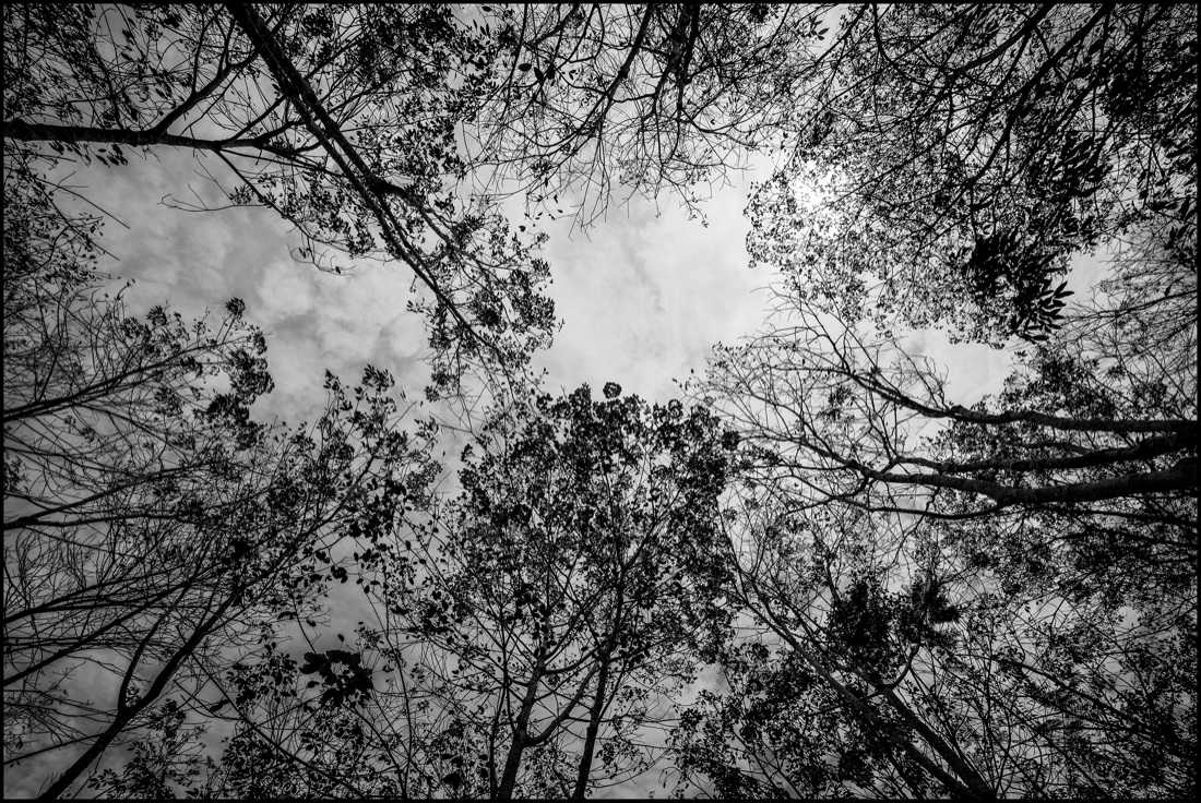 Pirelli: un viaggio tra Thailandia e Indonesia alla scoperta della gomma naturale