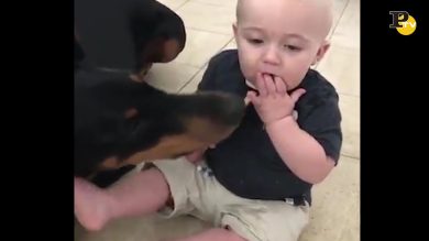 Cagnolone ruba il cibo del bambino