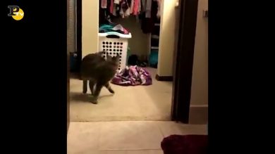 Gattino impazzisce quando gli bagnano la coda