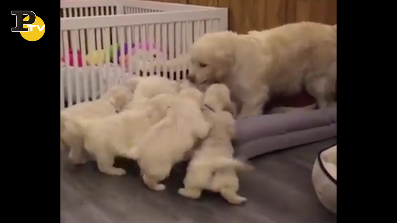 I cuccioli inseguono la mamma in cerca di coccole I cuccioli inseguono la mamma in cerca di coccole