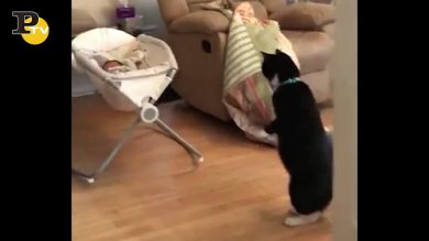 Gatto sorpreso dall’arrivo del neonato in casa