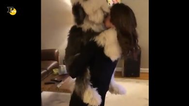 Enorme cagnolone in cerca di coccole