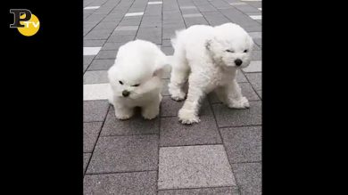 Cagnolini affrontano il forte vento