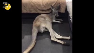 Canguro cade dal divano ma continua a dormire