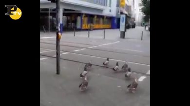 Anatre attraversano la strada quando scatta il semaforo verde