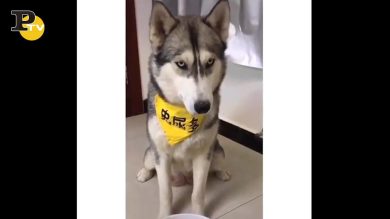 Padrone fa uno scherzo al cane che non la prende bene