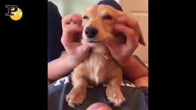 Cane si lascia massaggiare dal suo padrone