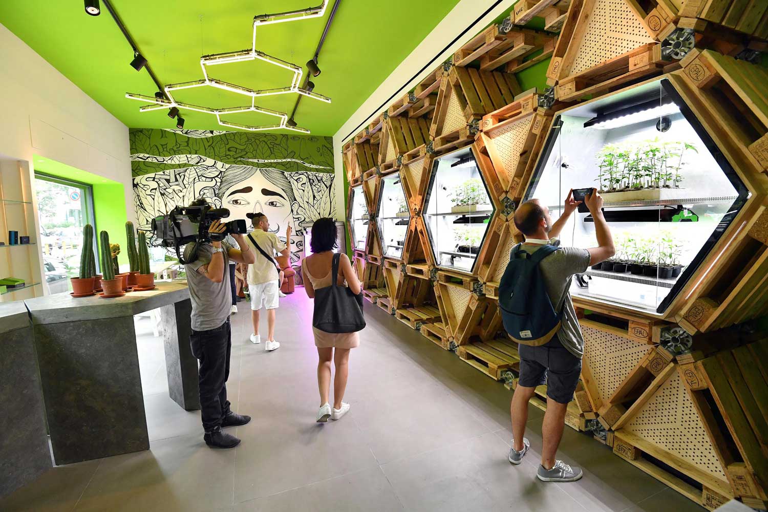 Cassazione: vietata la cannabis light Cassazione: vietata la cannabis light