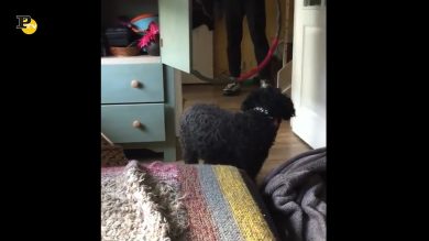 Cane non vuole giocare con il padrone e gli chiude la porta