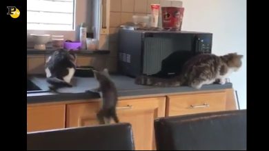 Il gattino salta sul tavolo ma scivola e cade a terra