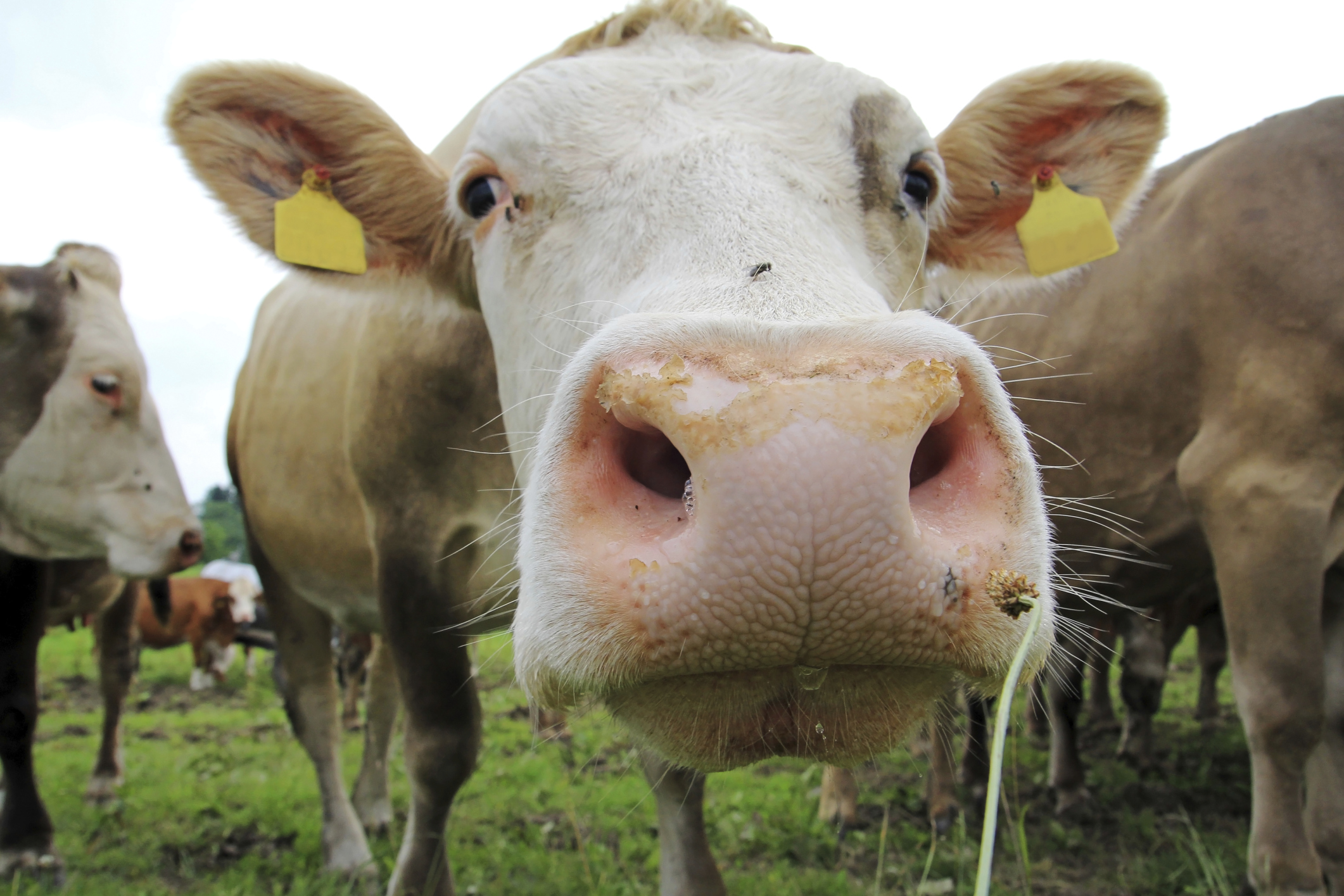 Latte fieno: qualità e benefici di un “super latte” di montagna Latte fieno: qualità e benefici di un “super latte” di montagna