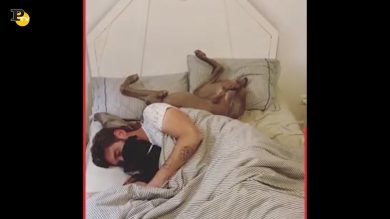 Padrone deve dividere il letto con i suoi cani