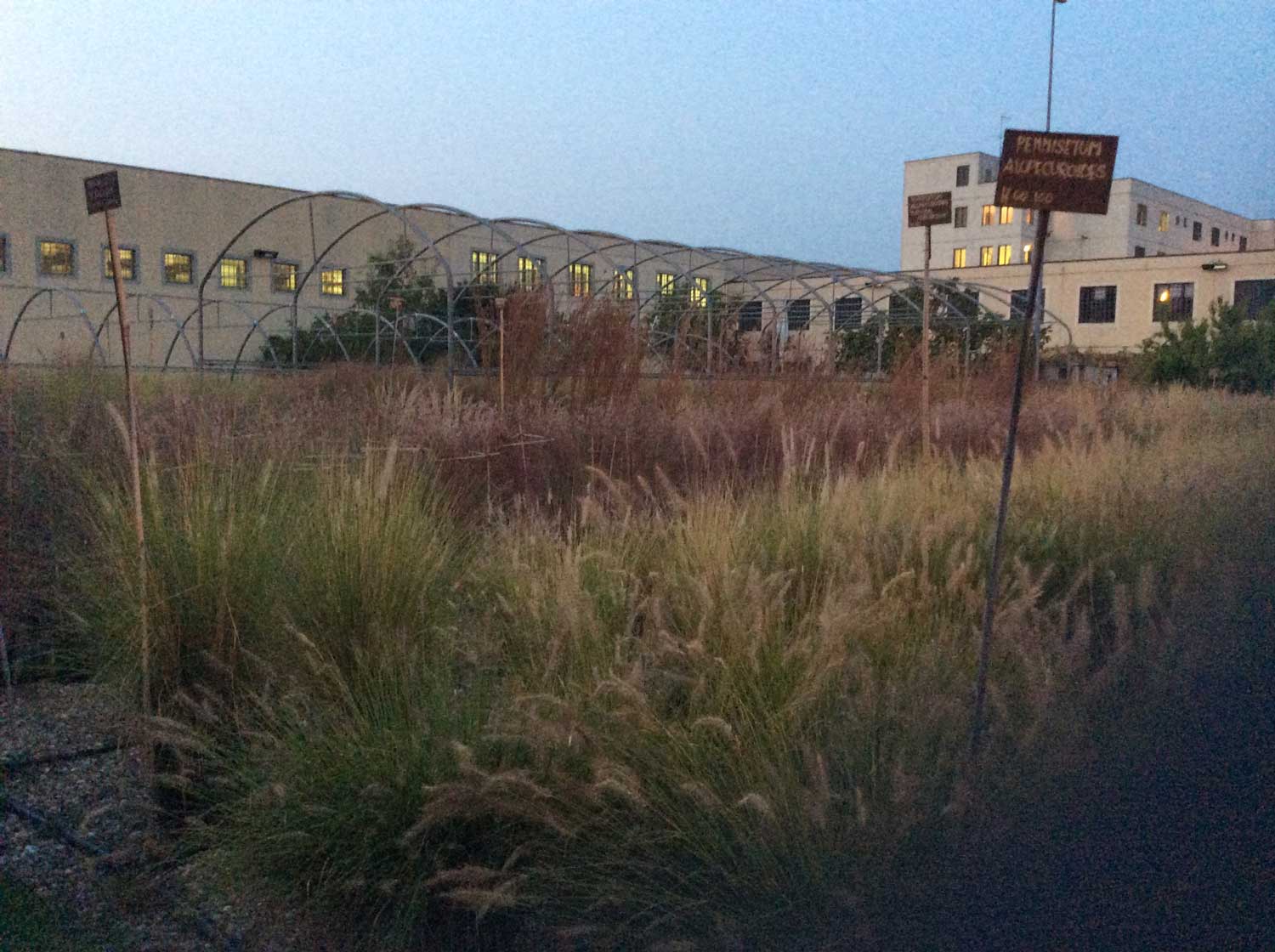 Il miracolo di Susanna Magistretti: un vivaio in un carcere