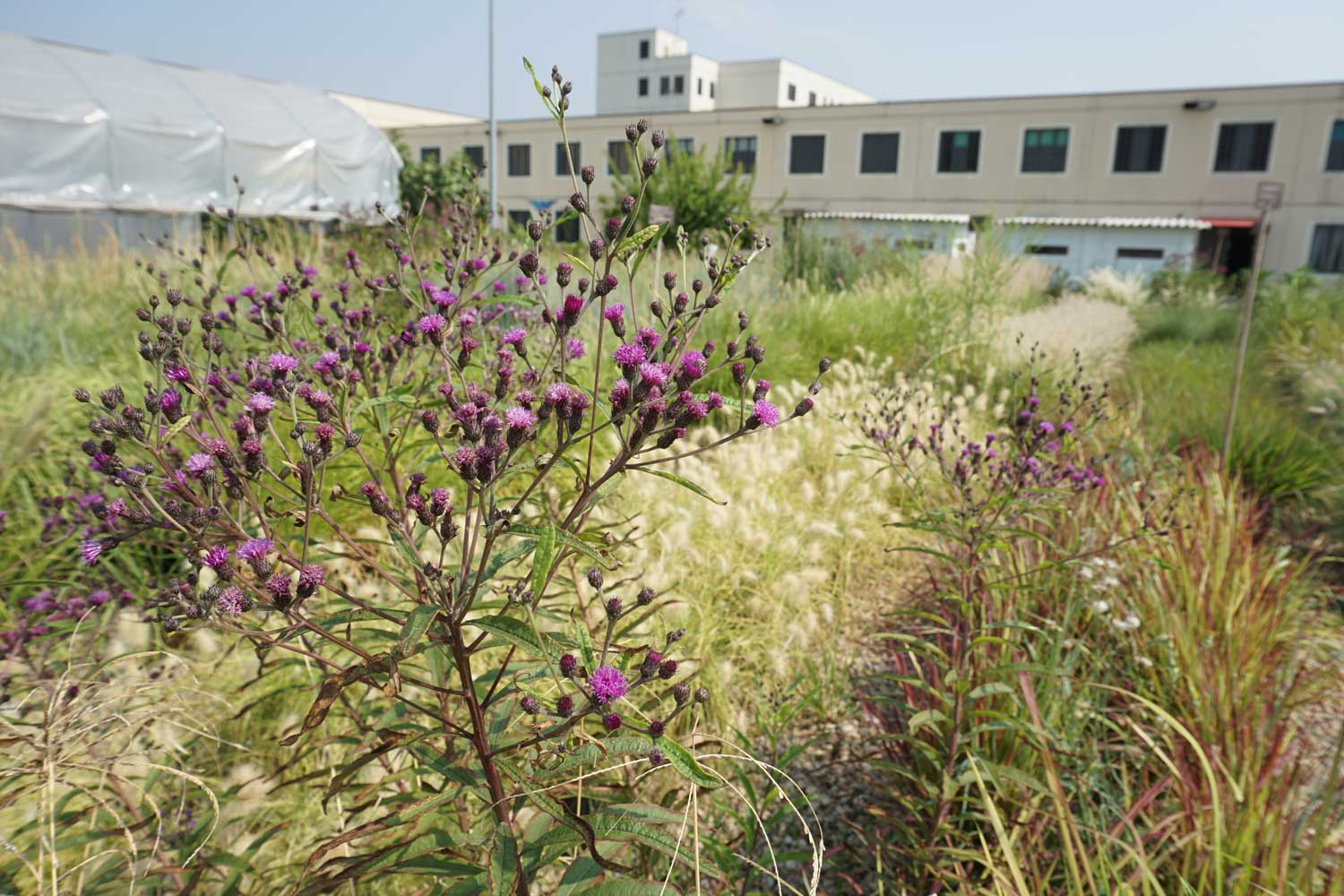 Il miracolo di Susanna Magistretti: un vivaio in un carcere