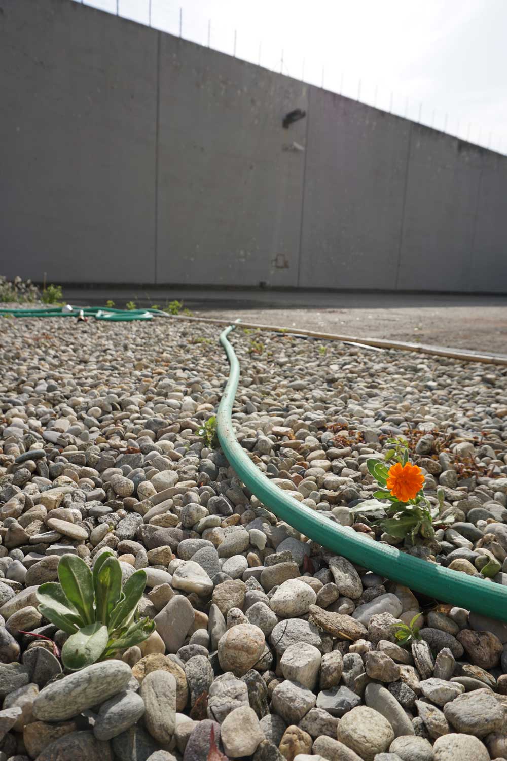 Il miracolo di Susanna Magistretti: un vivaio in un carcere