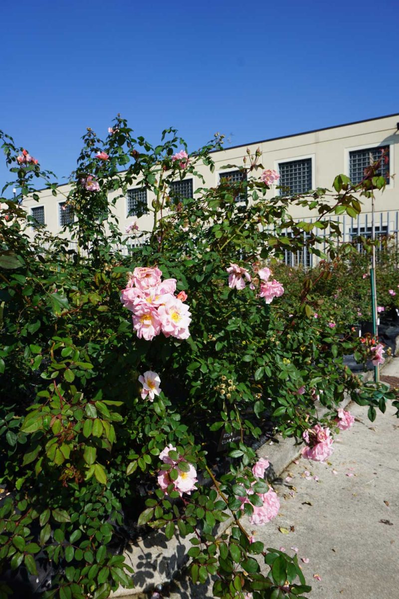 Il miracolo di Susanna Magistretti: un vivaio in un carcere