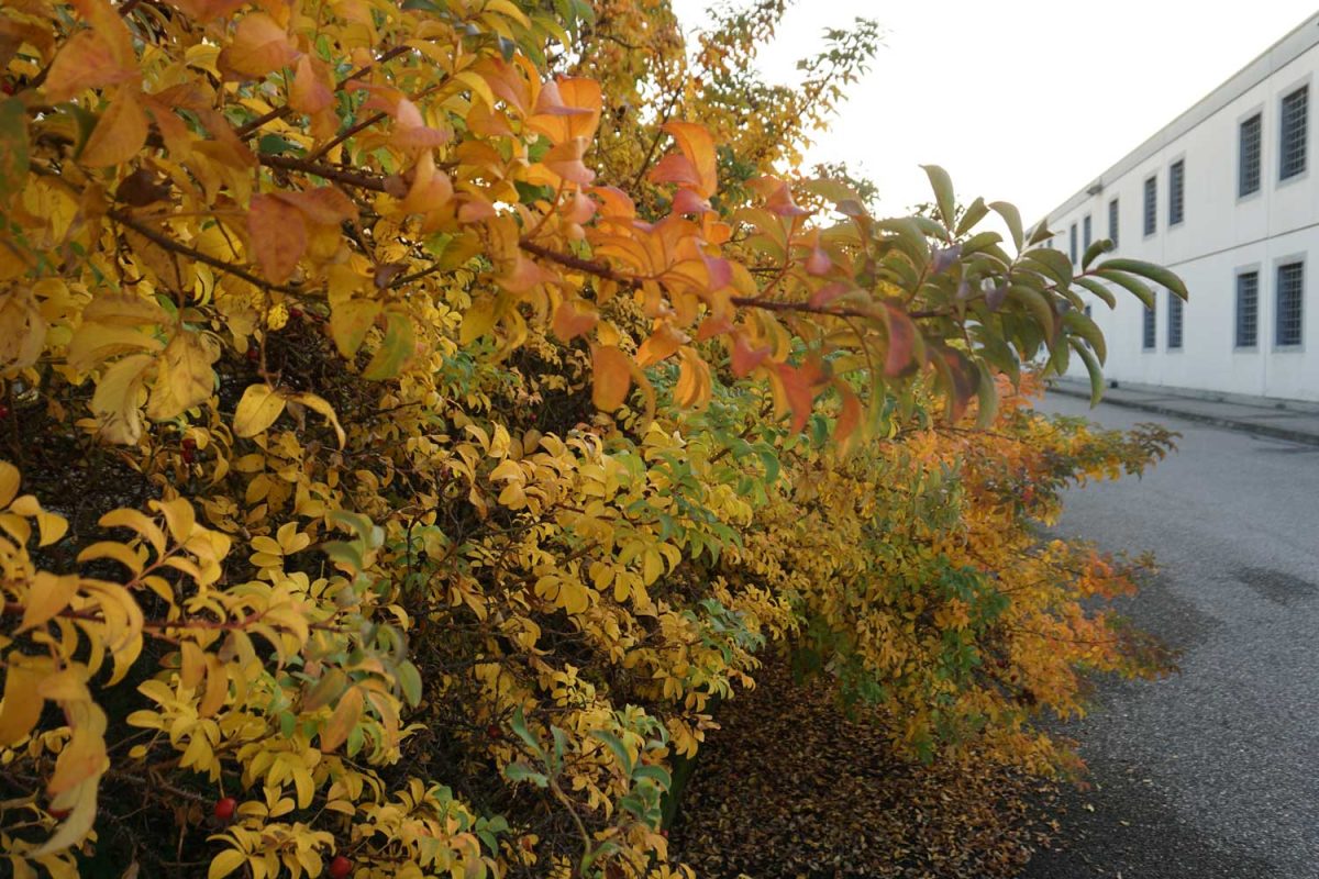 Galleria foto 'Il miracolo di Susanna Magistretti: un vivaio in un carcere' - foto 9