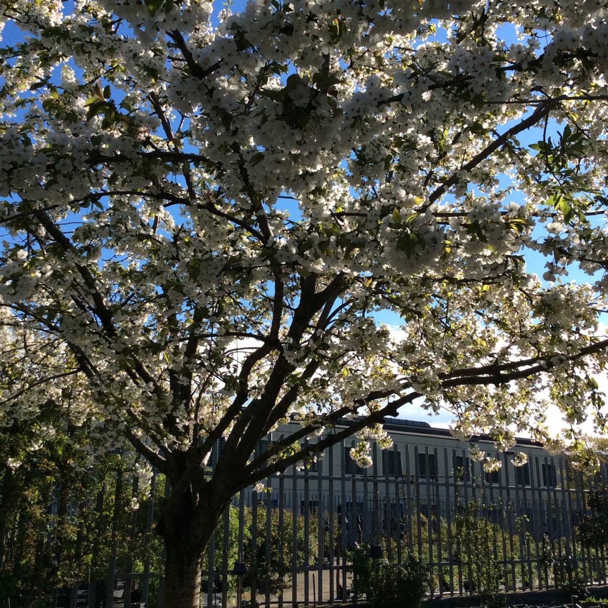 Il miracolo di Susanna Magistretti: un vivaio in un carcere