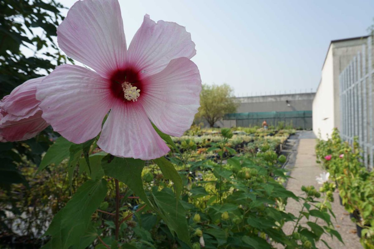 Galleria foto 'Il miracolo di Susanna Magistretti: un vivaio in un carcere' - foto 7
