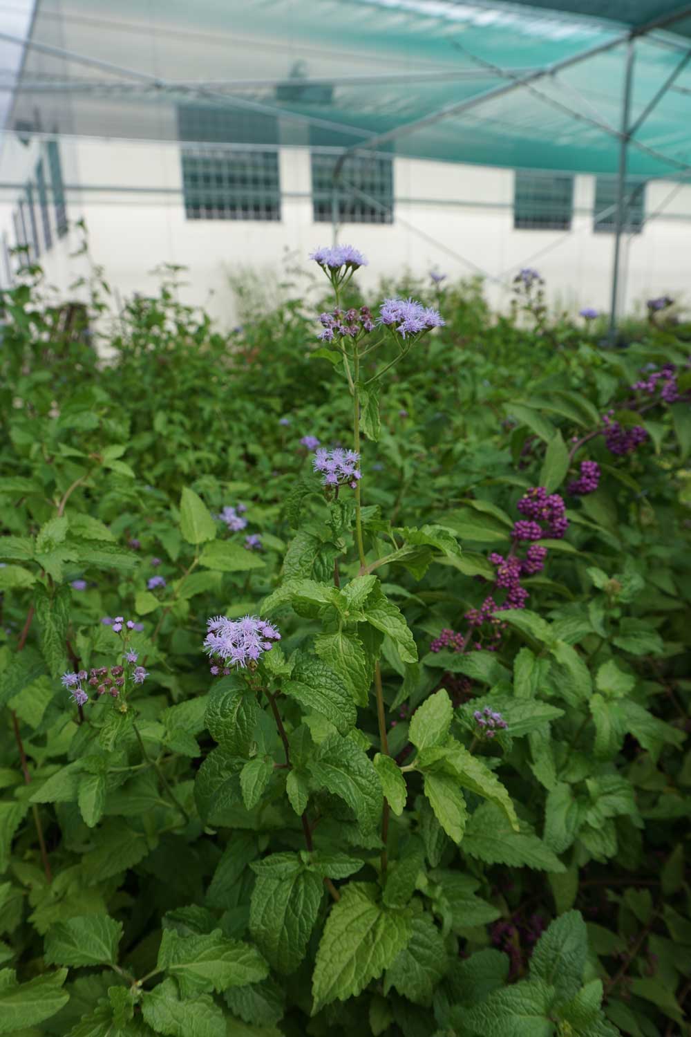 Il miracolo di Susanna Magistretti: un vivaio in un carcere