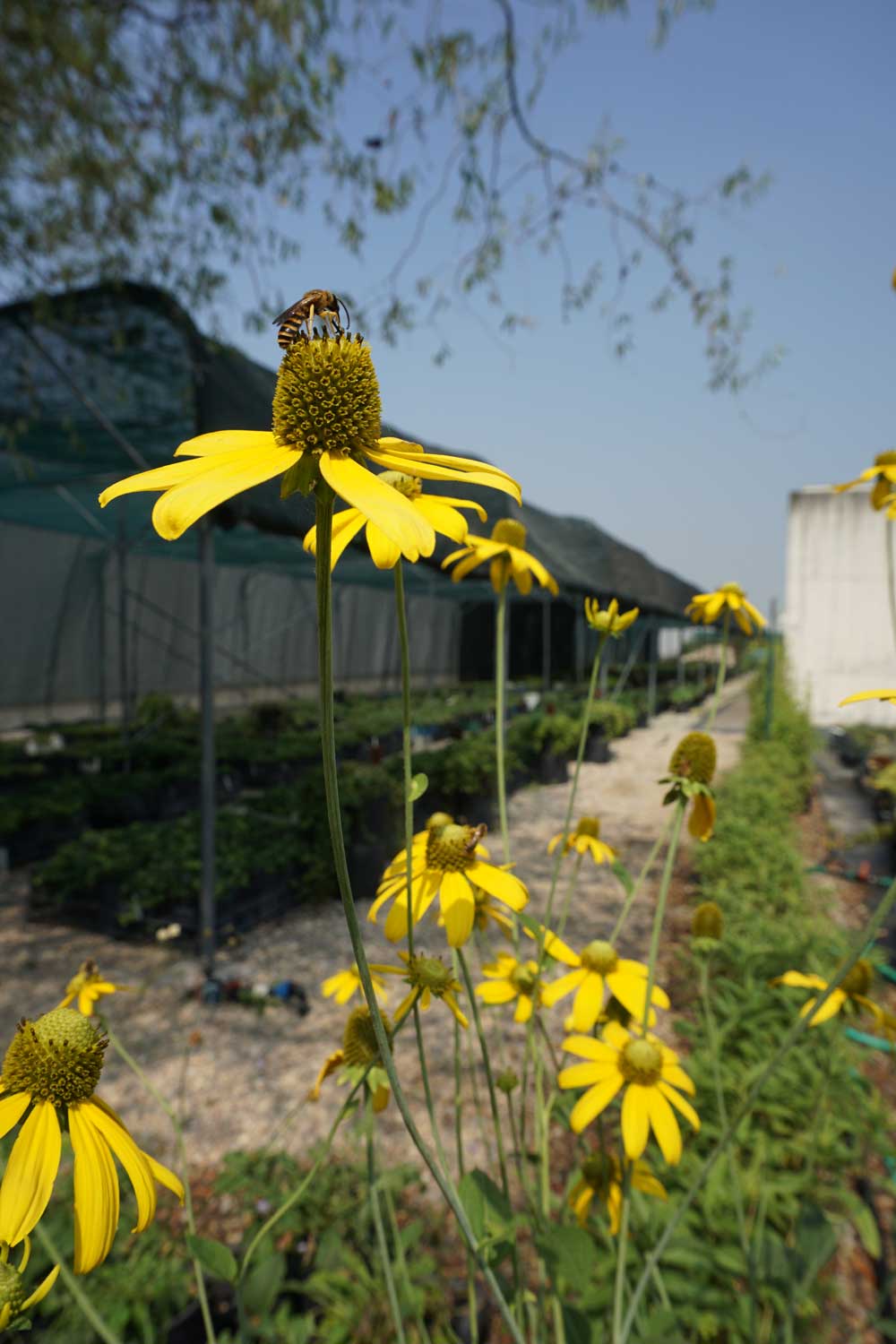 Il miracolo di Susanna Magistretti: un vivaio in un carcere