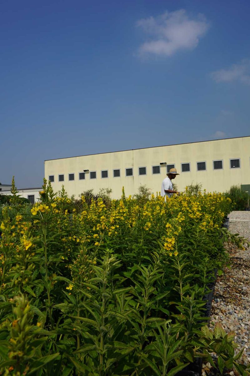 Il miracolo di Susanna Magistretti: un vivaio in un carcere