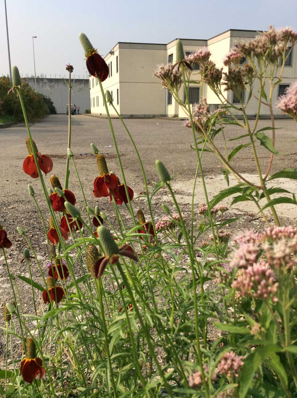 Il miracolo di Susanna Magistretti: un vivaio in un carcere