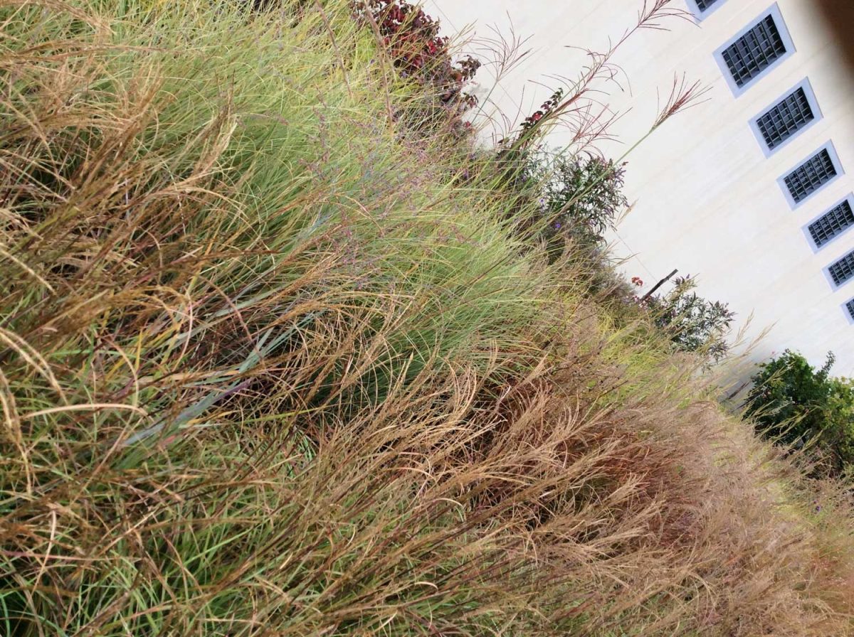 Il miracolo di Susanna Magistretti: un vivaio in un carcere