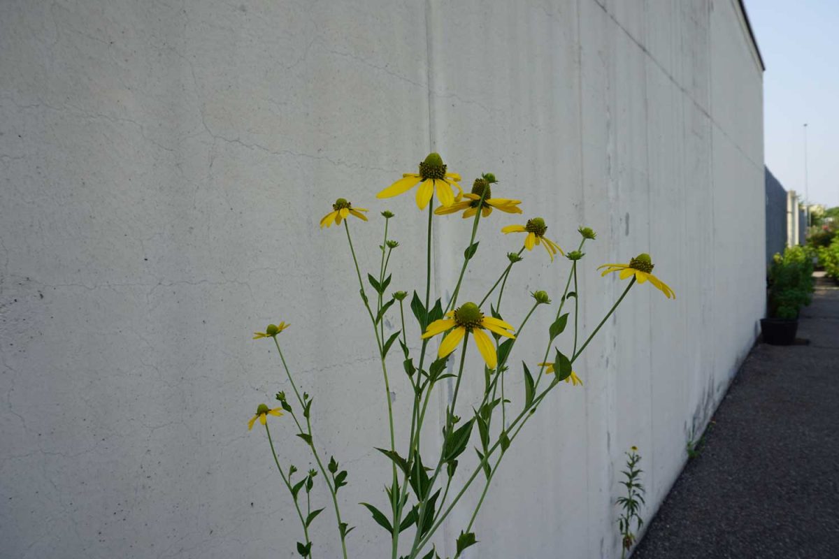 Galleria foto 'Il miracolo di Susanna Magistretti: un vivaio in un carcere' - foto 15