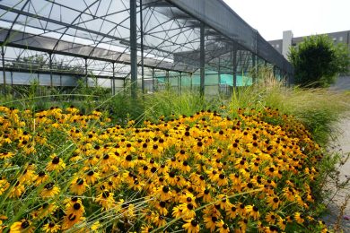 Il miracolo di Susanna Magistretti: un vivaio in un carcere