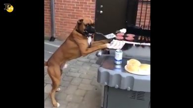 Cane fa il Barbecue e beve una birra