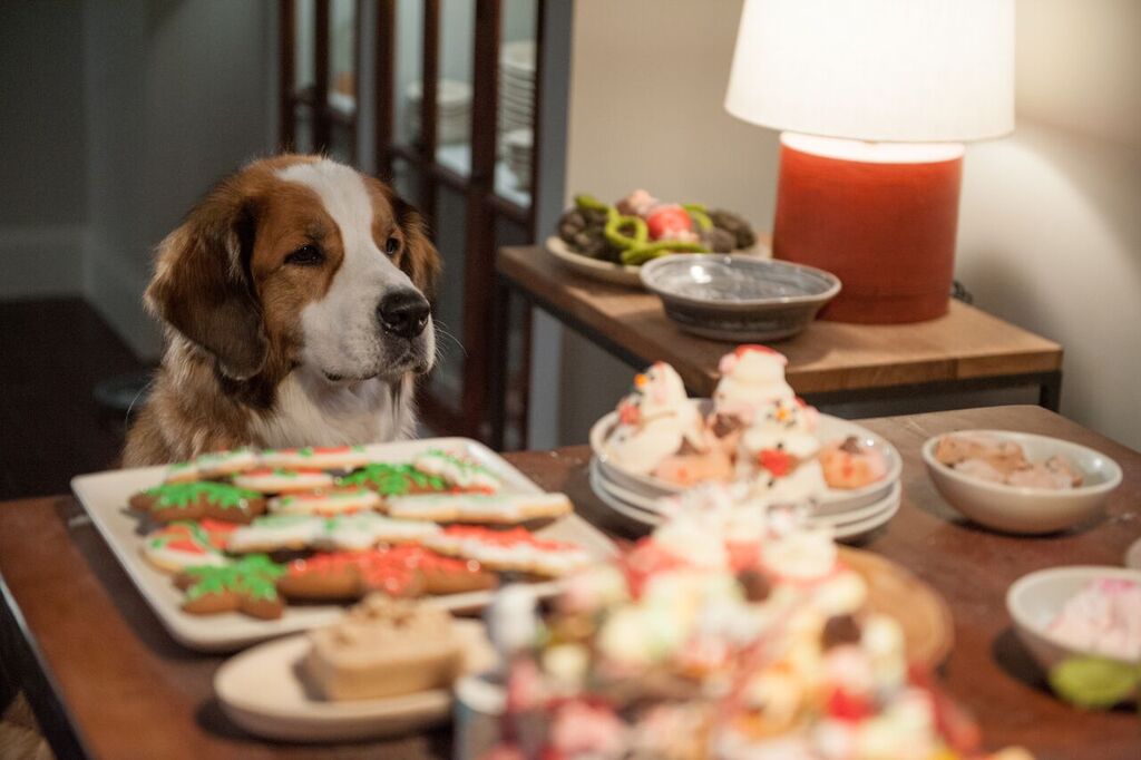 Come cambia il mercato del cibo per cani e gatti