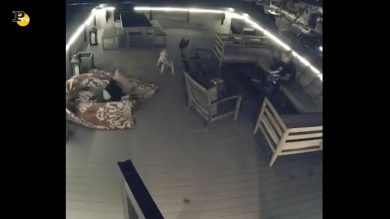 Ragazza cerca di fermare il cane ma scivola sul tappeto