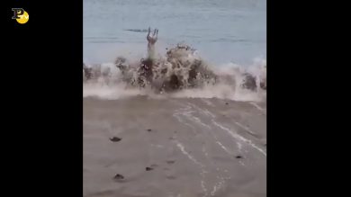 Cane viene travolto da un’onda