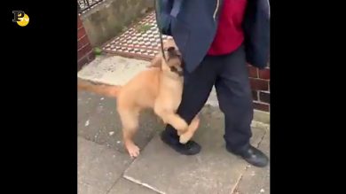 Cagnolino non vuole lasciare andare il bambino