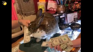 Coniglio fa da assistente alla commessa per dare il resto al cliente