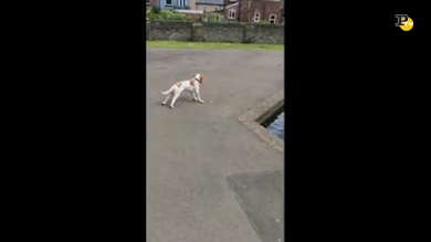 Il cane sviene alla vista delle anatre il video