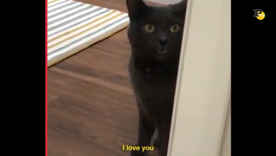 I simpatici gatti parlanti