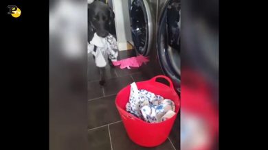 Il cane che aiuta la padrona con le faccende domestiche