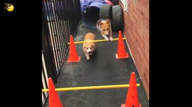 Cagnolino pigro non riesce a saltare come l’altro cucciolo